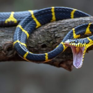 sonhar com cobra significado