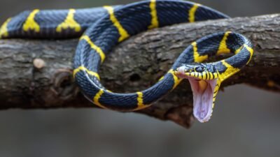 Sonhar com Cobra: Significado Espiritual, Psicológico e o que o Inconsciente Quer te Dizer